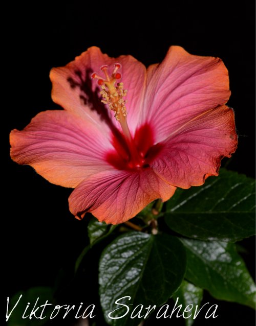 DSC_0902_500x638.jpg