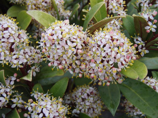 1175_0_Skimmia-japonica-Frucht-Skimmie.JPG