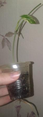 20161124_140728.jpg