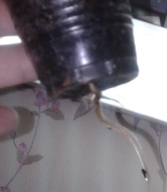20161124_140733.jpg
