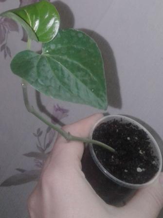 20161124_140848.jpg