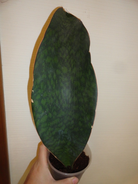 sansevieria masoniana - 6.JPG
