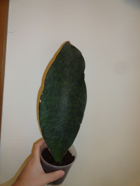 sansevieria masoniana - 5.JPG