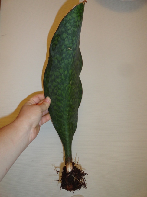 sansevieria masoniana - 4.JPG