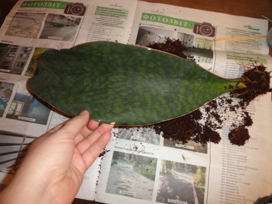 sansevieria masoniana - 1.JPG