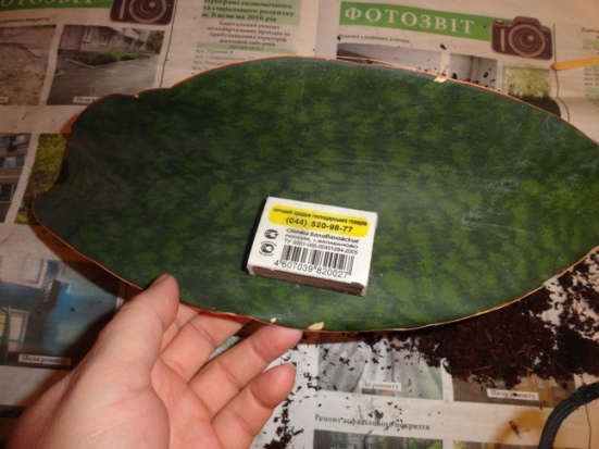 sansevieria masoniana - 2.JPG
