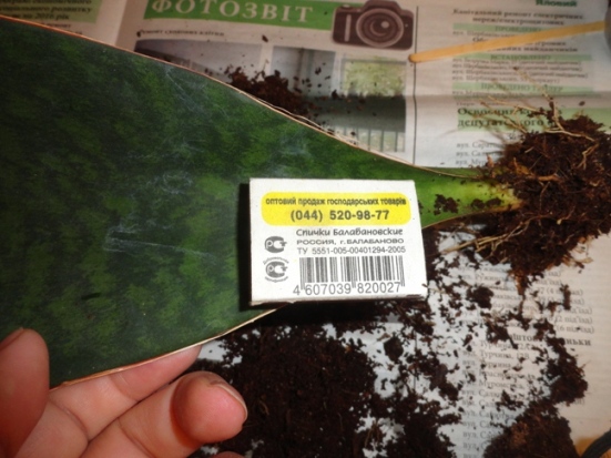 sansevieria masoniana - 3.JPG