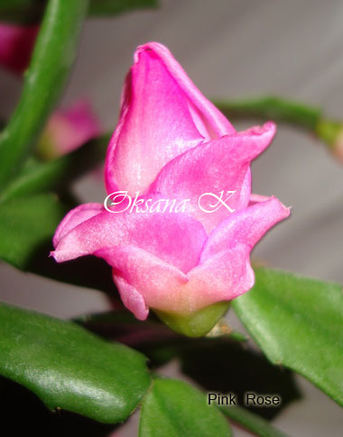 052_cr.jpg