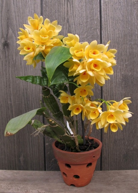 Dendrobium_sulcatum_.jpg