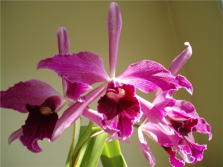 Laelia purpurata sanguinea.jpg