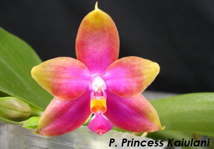 Princess Kaiulani.jpg