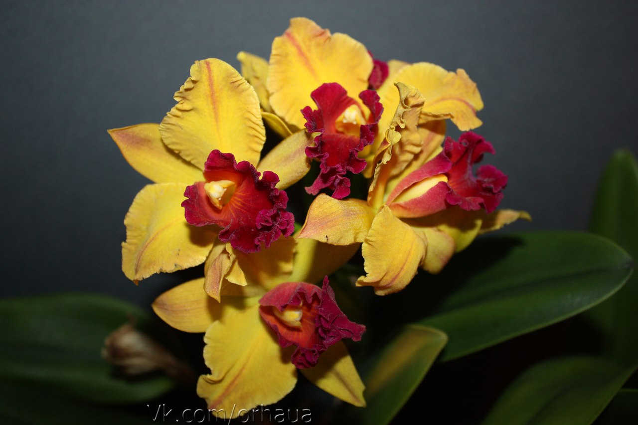 каттлея оранжевая.jpg