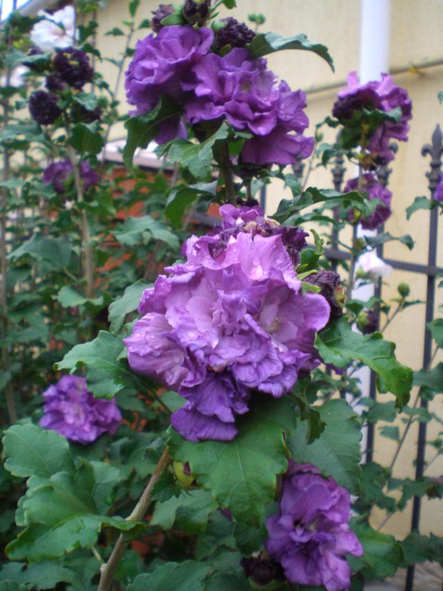 CIMG0983.jpg