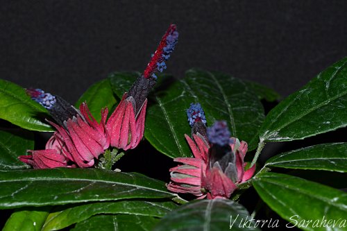 DSC_1000_500x333.jpg