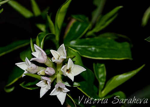 DSC_0997_500x357.jpg