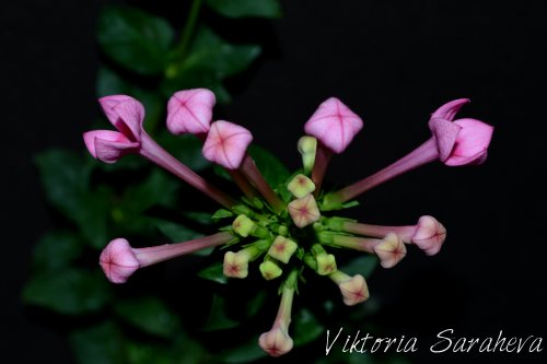 DSC_1008_500x333.jpg