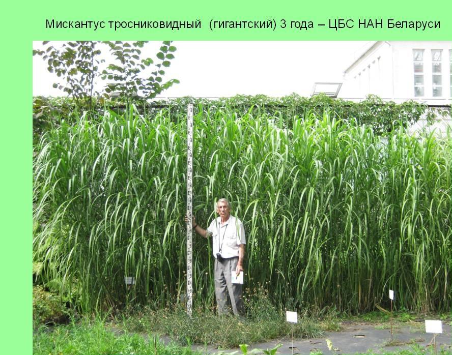 мискантус.jpg