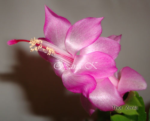 274_cr.jpg