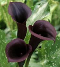 Zantedeschia Schwarzwalder 1 IB.jpg