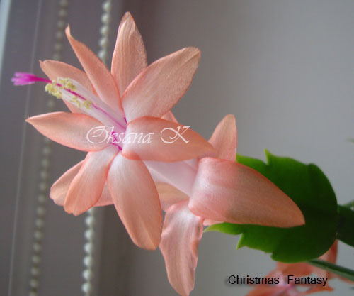 145_cr.jpg