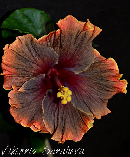 DSC_0077_500x604.jpg