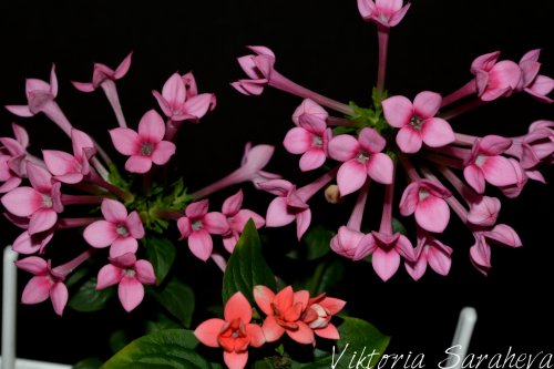 DSC_0102_500x333.jpg