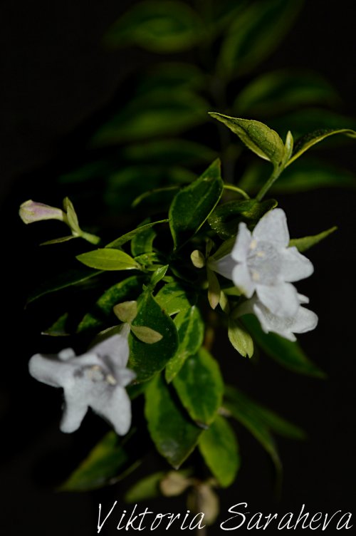 DSC_0092_500x752 (1).jpg