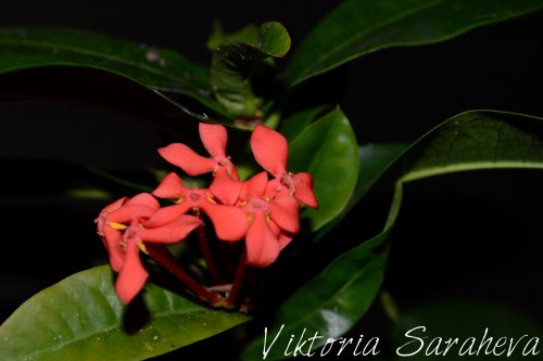 DSC_0107_500x333.jpg