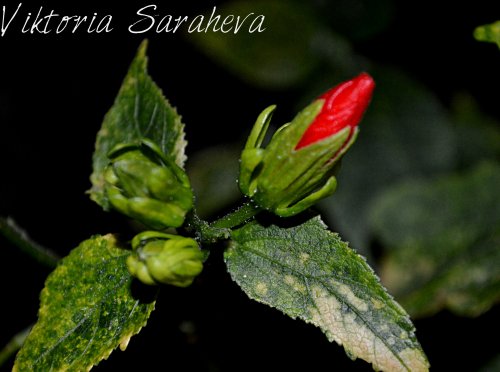 DSC_0140_500x372.jpg