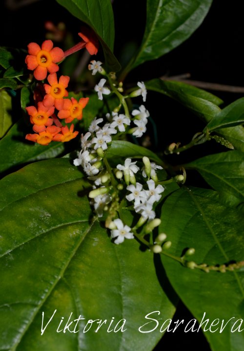 DSC_0921_500x719.jpg