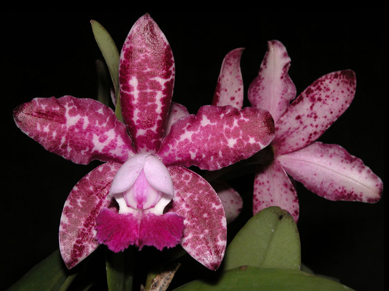 Cattleya_C._Sophia_Martin_x_Thospol_Spot (1).jpg