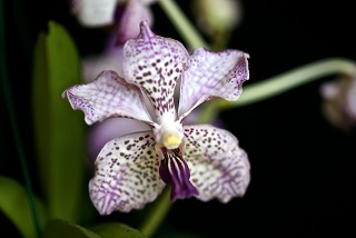 hyb_000035640_000001247.jpg
