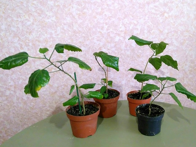 подвои.JPG