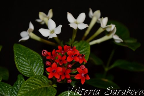 DSC_0177_500x333.jpg