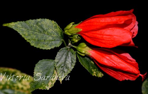 DSC_0170_500x318.jpg