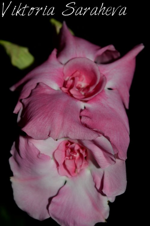 DSC_0200_500x752.jpg