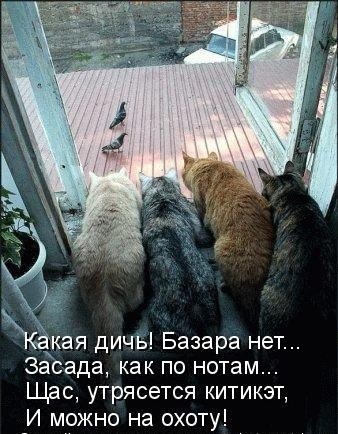 на охоту.jpg