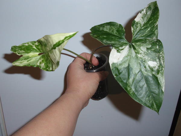 Syngonium Imperial White-25 грн.jpg