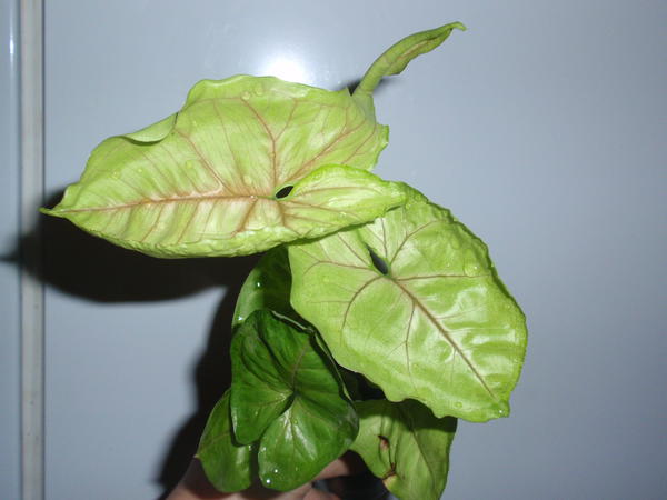 Syngonium Mango Allusion- 25 грн.jpg