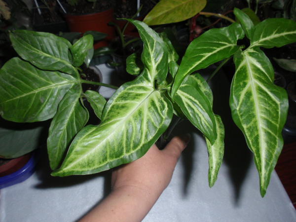Syngonium Spear Point- 25 грн.jpg