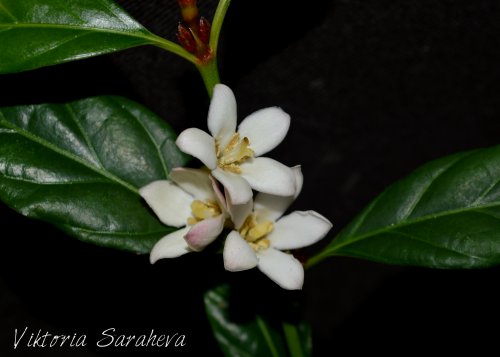 DSC_0214_500x357.jpg