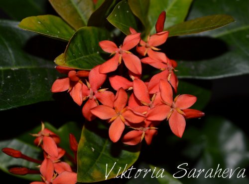 DSC_0240_500x371.jpg