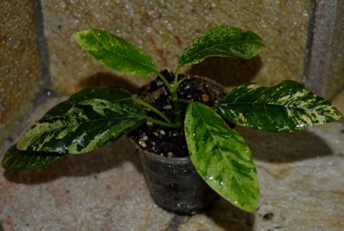 DSC_0263_500x337.jpg