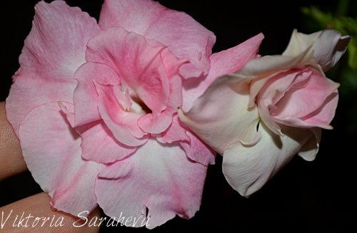 DSC_0285_500x327.jpg
