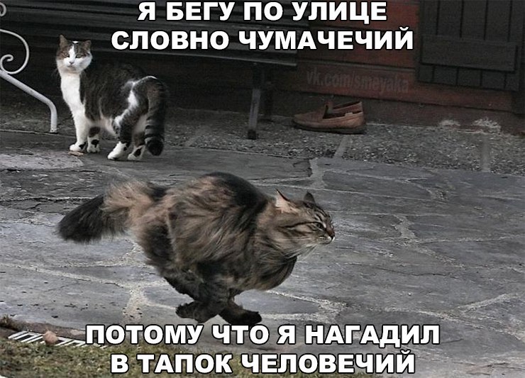 чумачечий.jpg
