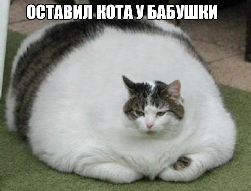 кот у бабушки.jpg