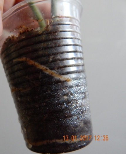 DSCN7420.JPG