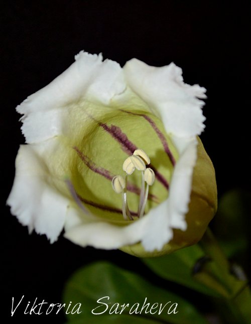DSC_0078_500x646.jpg