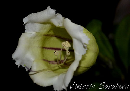 DSC_0085_500x351.jpg