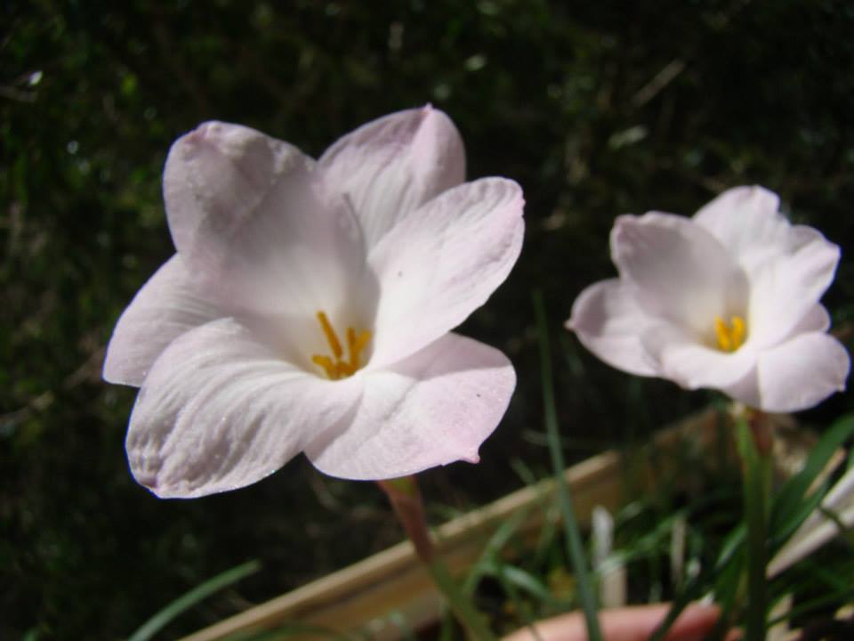 Zephyranthes_morrisclintii_Redneck_Romance.thumb.jpg